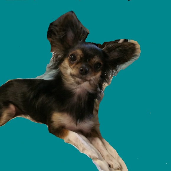 Meet your Posher, Mark - Picture 1 of 1